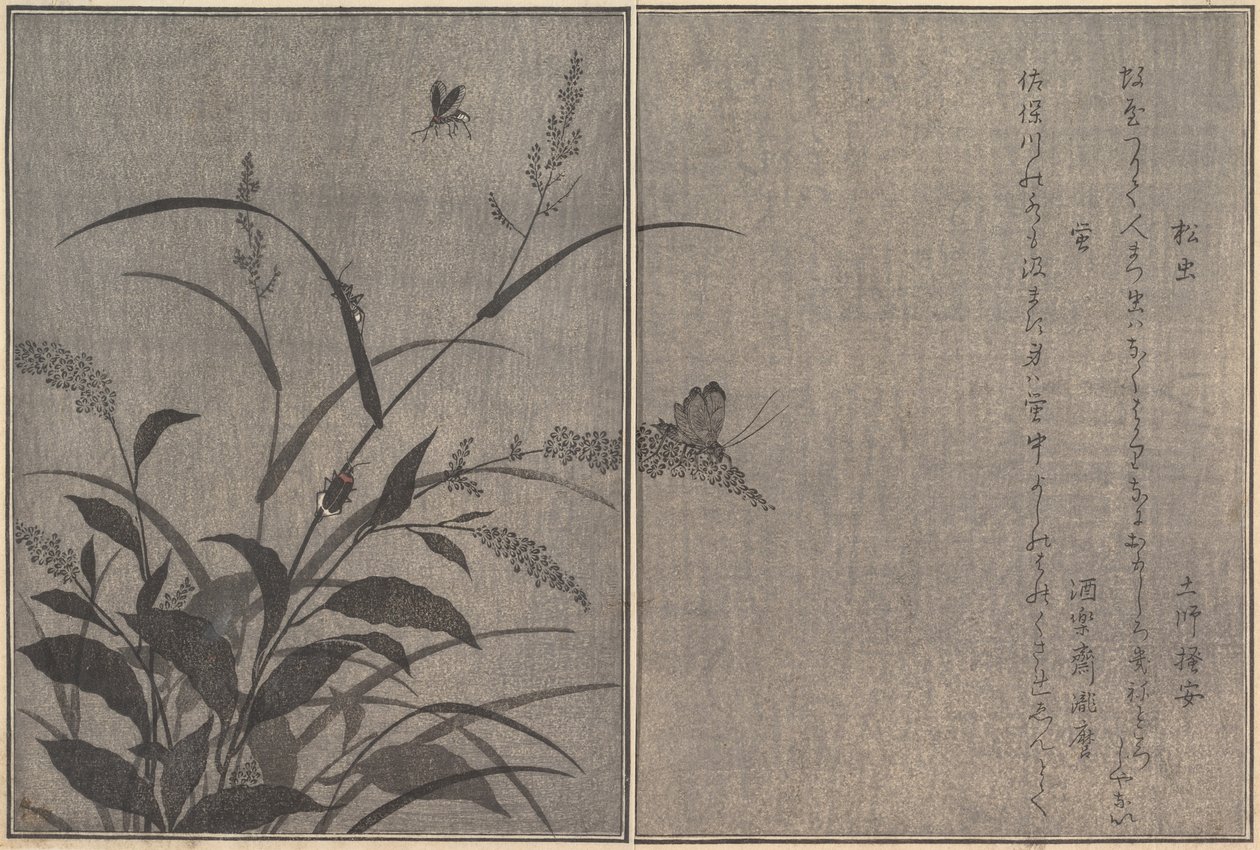 树上的蟋蟀Matsumushi，萤火虫Hotaru...，1788。 作者 北川宇多郎