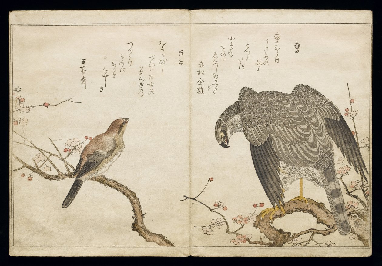 Vol.2 f.1右边的猎鹰，左边是一头牛头伯劳鸟，来自一张专辑&39;Birds in lyorous Songs&39;，1791（彩色木版画） 作者 北川宇多郎