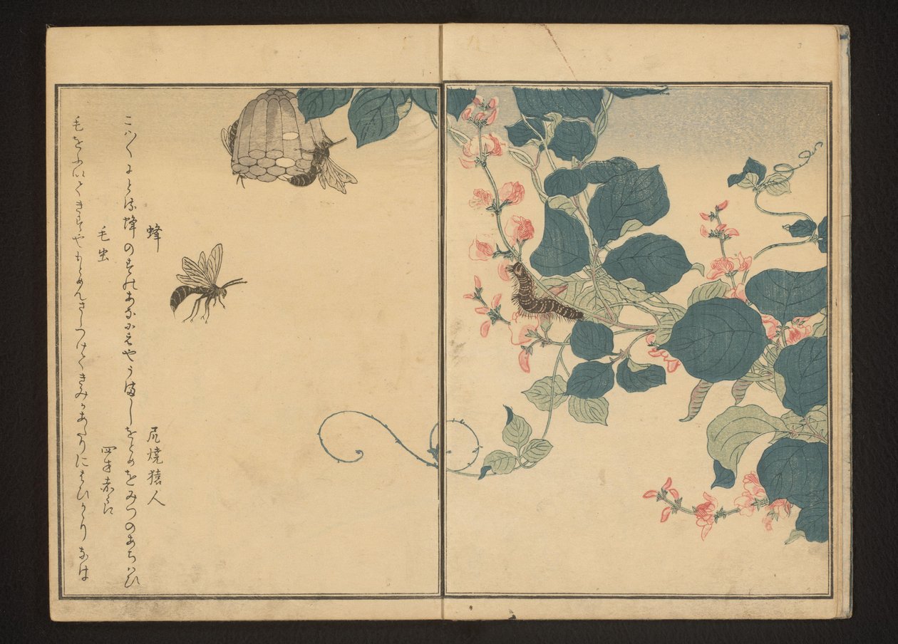 黄蜂和箭竹上的毛毛虫 作者 北川宇多郎