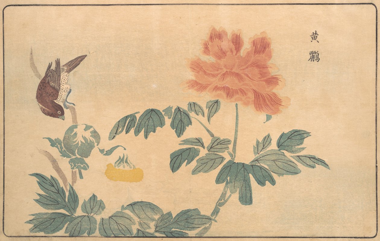 中国的黄鹂鸟和牡丹，1789年。 作者 北尾正好