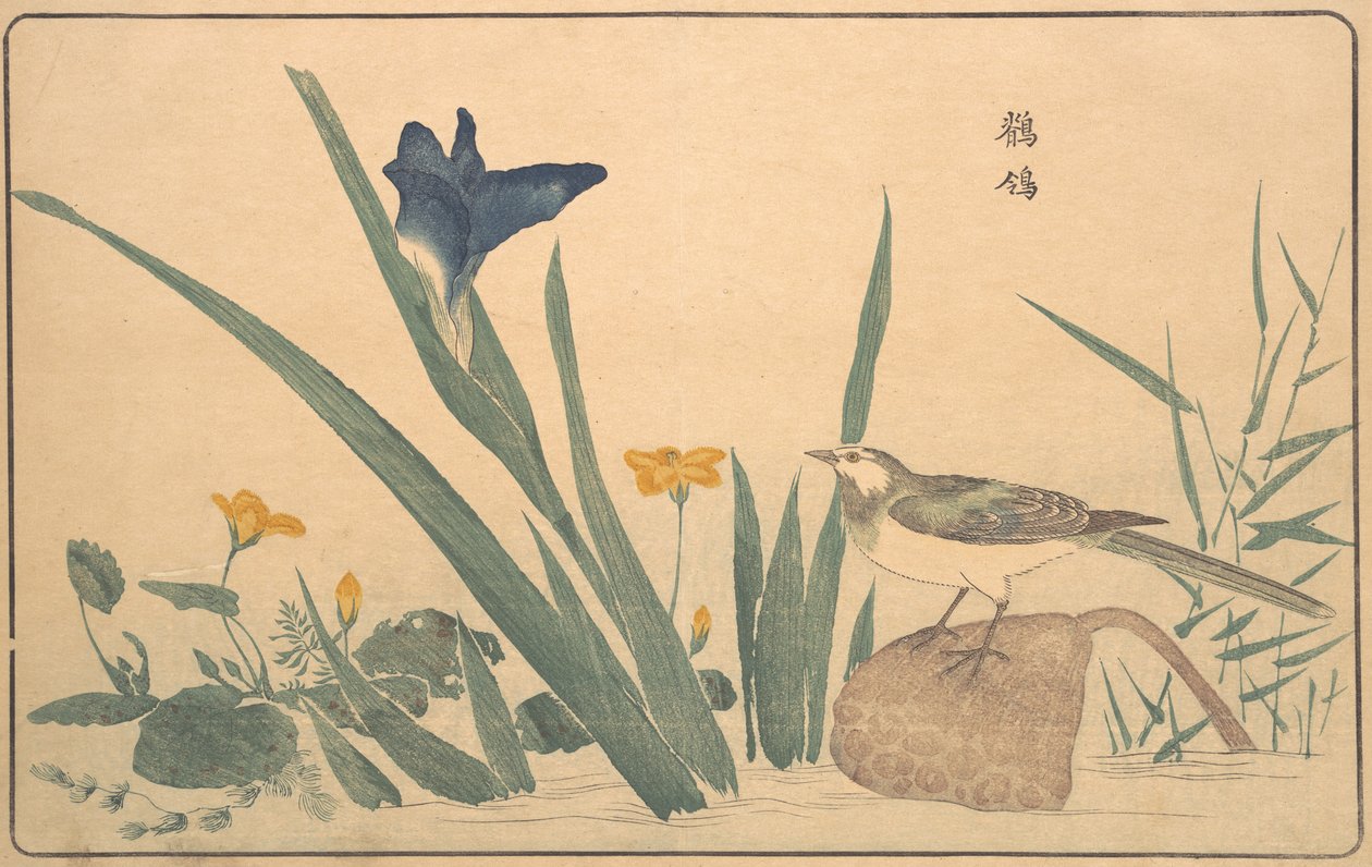 鹡鸰》，1789年。 作者 北尾正好