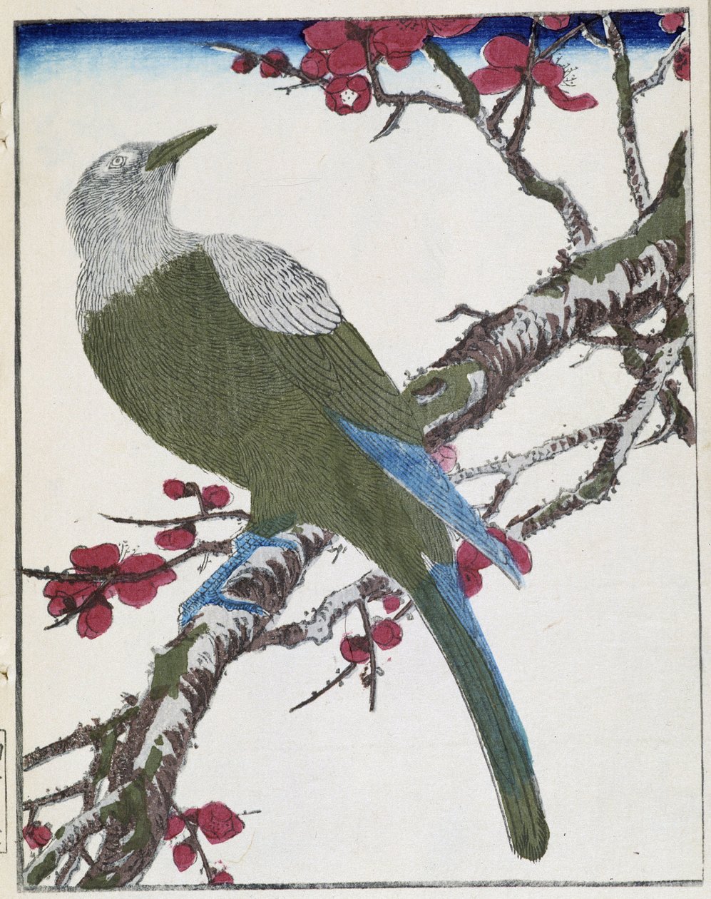 Bird on a tree. Japanese drawing by Kitao Kosuisai 作者 北尾重正