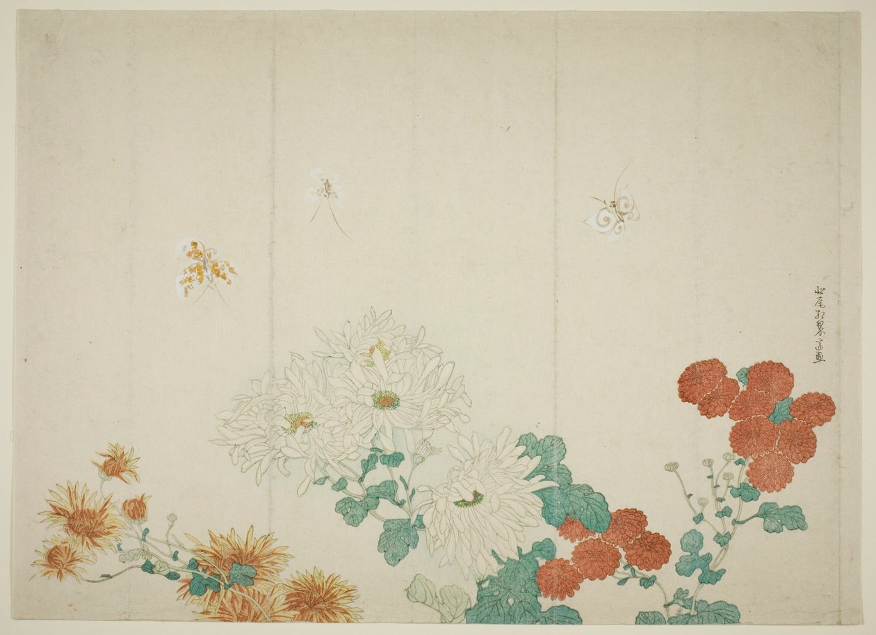 三种菊花 作者 北尾重正