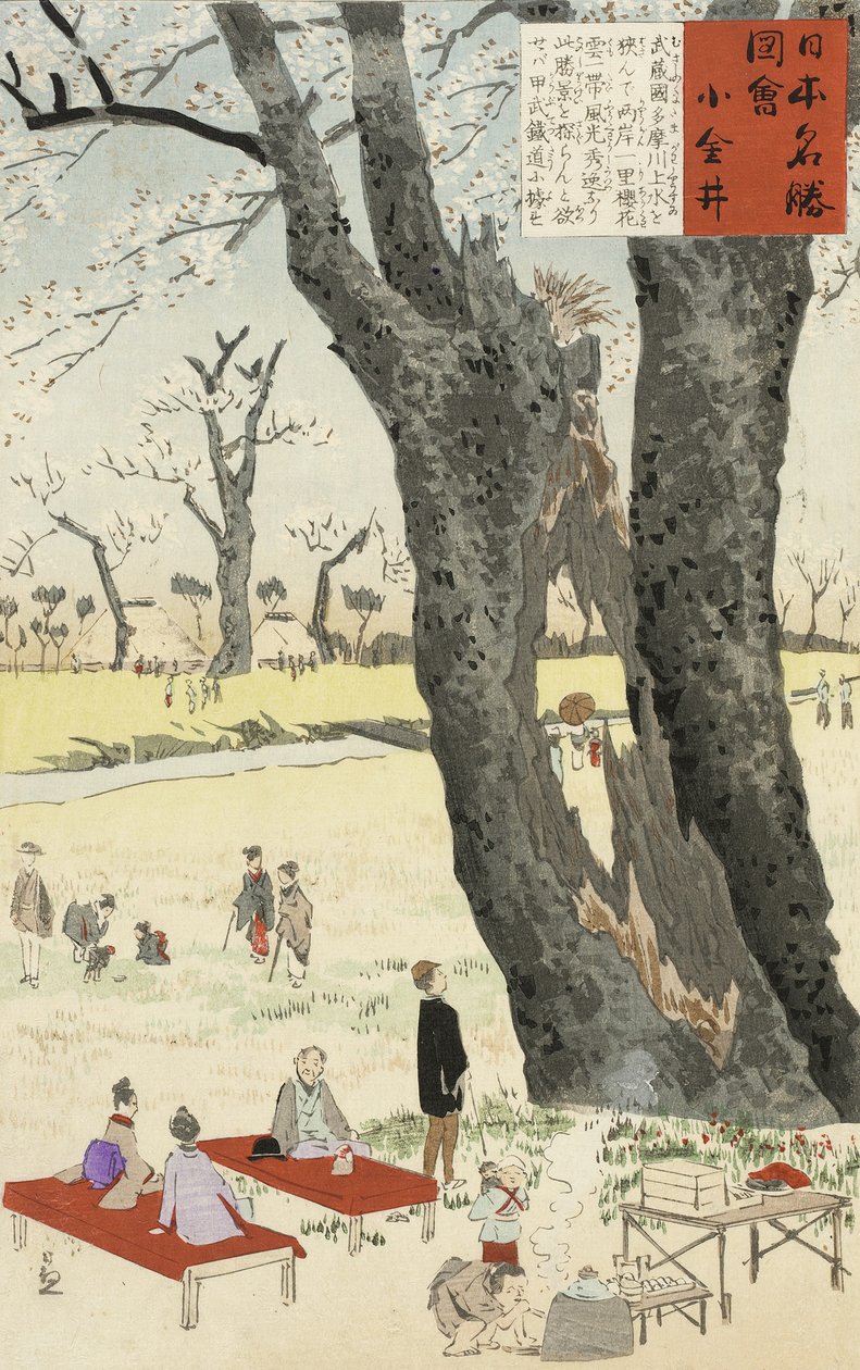 小金井，樱花来自日本着名地方的草图，1896年（彩色木版画） 作者 小林清一