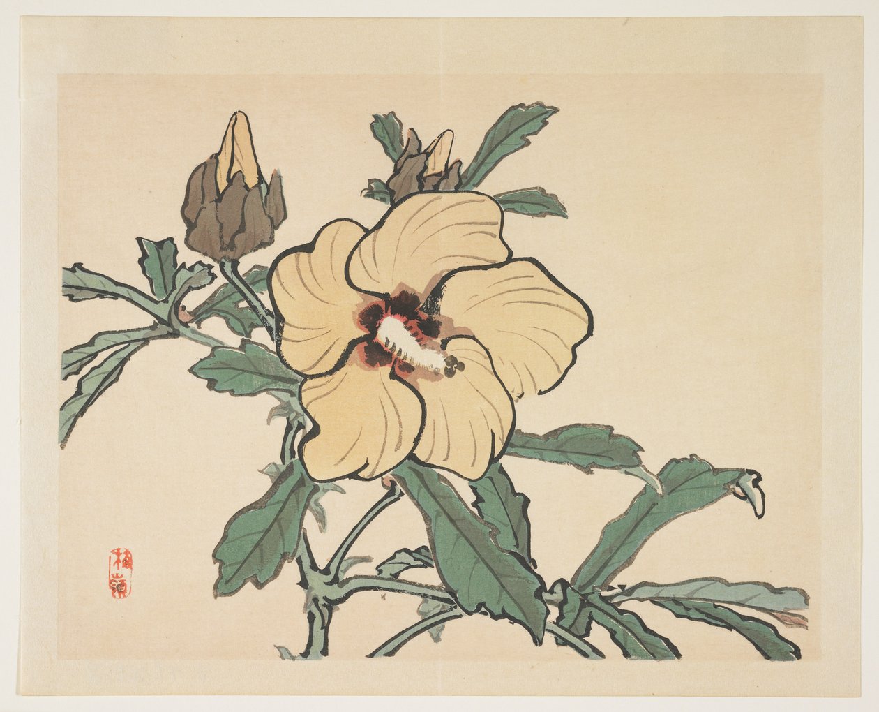 开花蜀葵 作者 河野白令