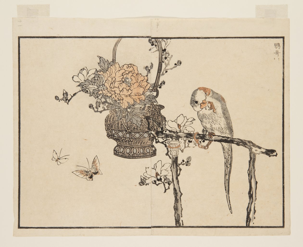 Parrot (Inko) (colour woodblock print) 作者 河野白令