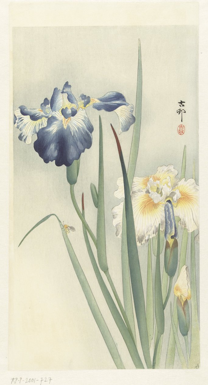 鸢尾花 作者 大原功臣