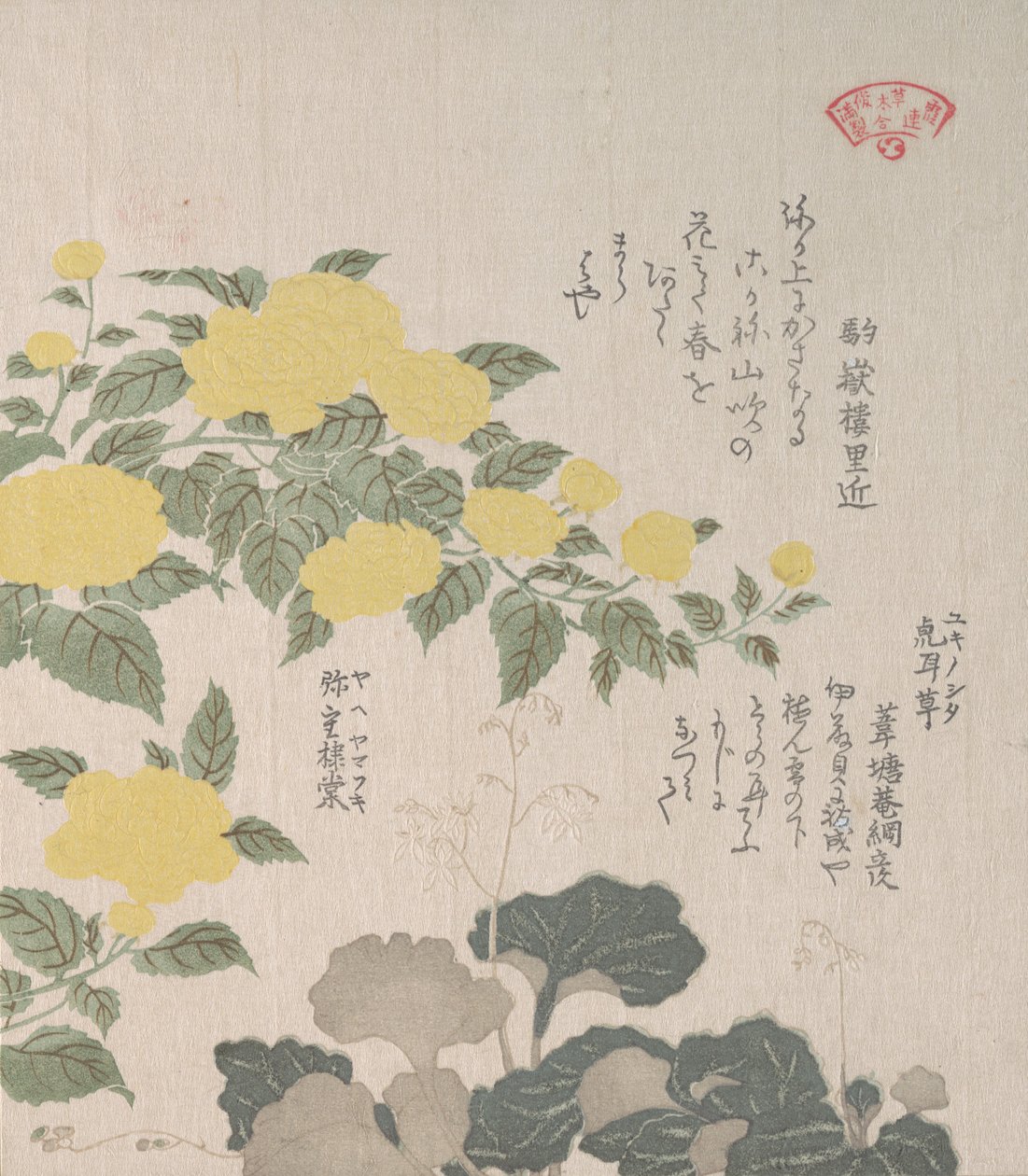 珊瑚或黄玫瑰和匍匐的虎皮兰，19世纪。 作者 久保顺曼