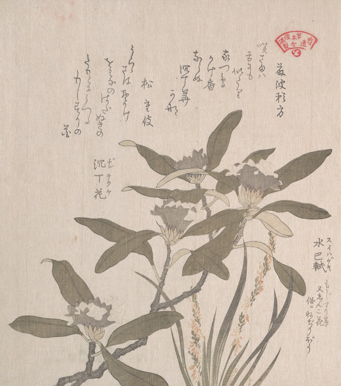 Daphne odora和Mojisuri-so，19世纪。 作者 久保顺曼
