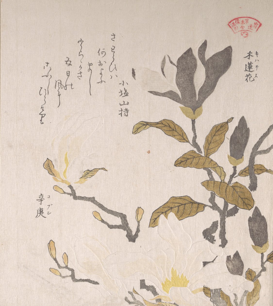 玉兰花，19世纪。 作者 久保顺曼
