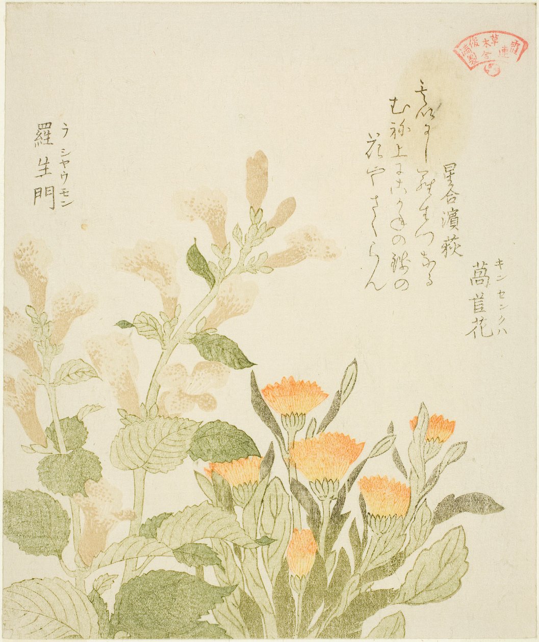 万寿菊（Kinsenka）和罗生门花，选自 "霞诗会植物集（Kasumi-ren somoku awase）"系列 作者 久保顺曼