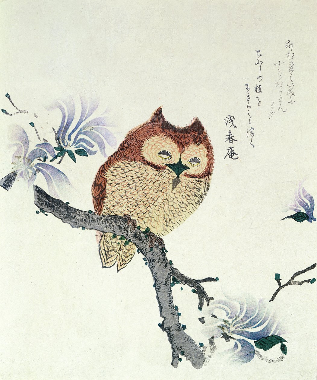 木兰枝上的猫头鹰（纸本水墨和彩色） 作者 久保顺曼