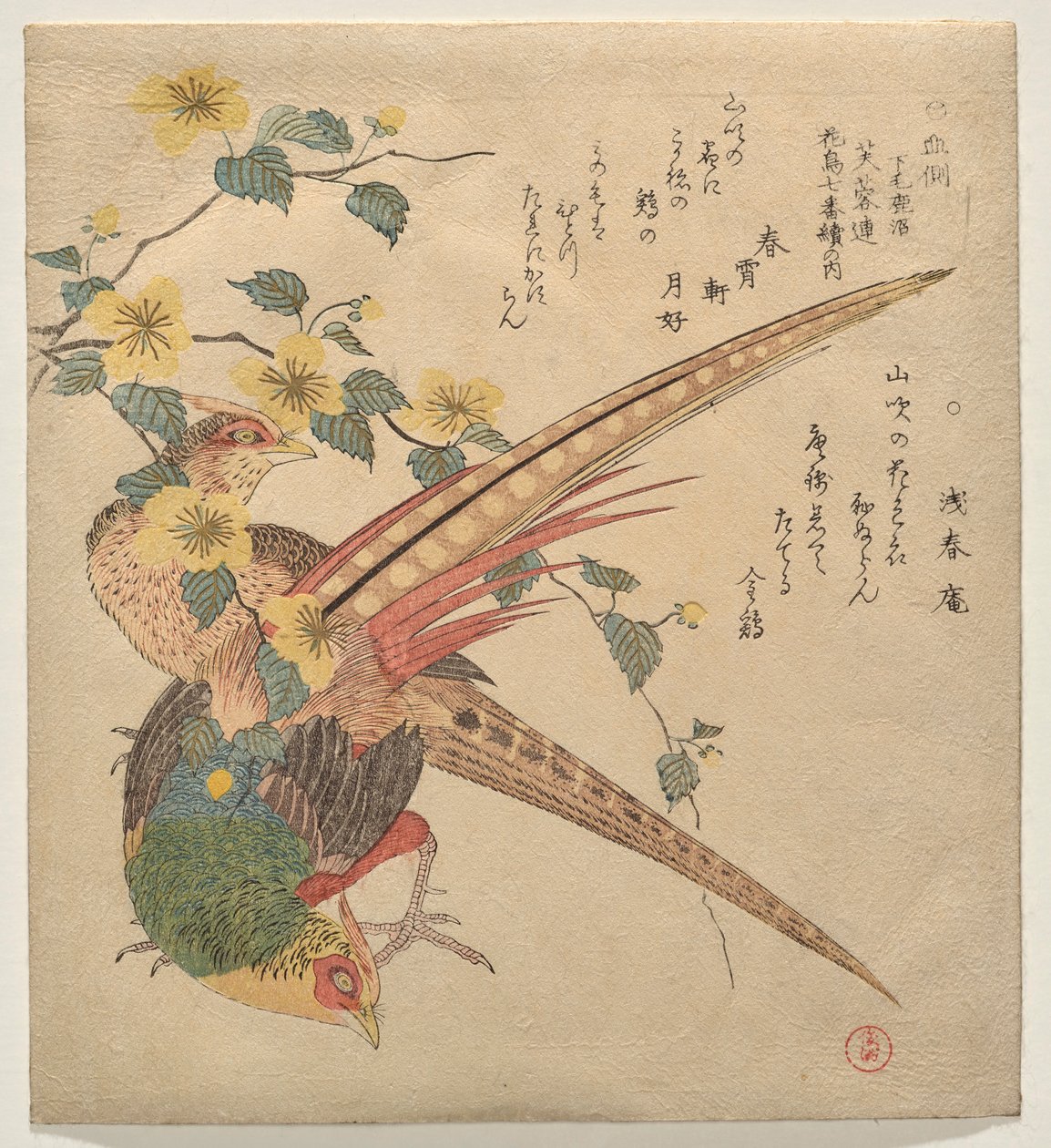 一对中国雉鸡和一枝山吹花 作者 久保顺曼