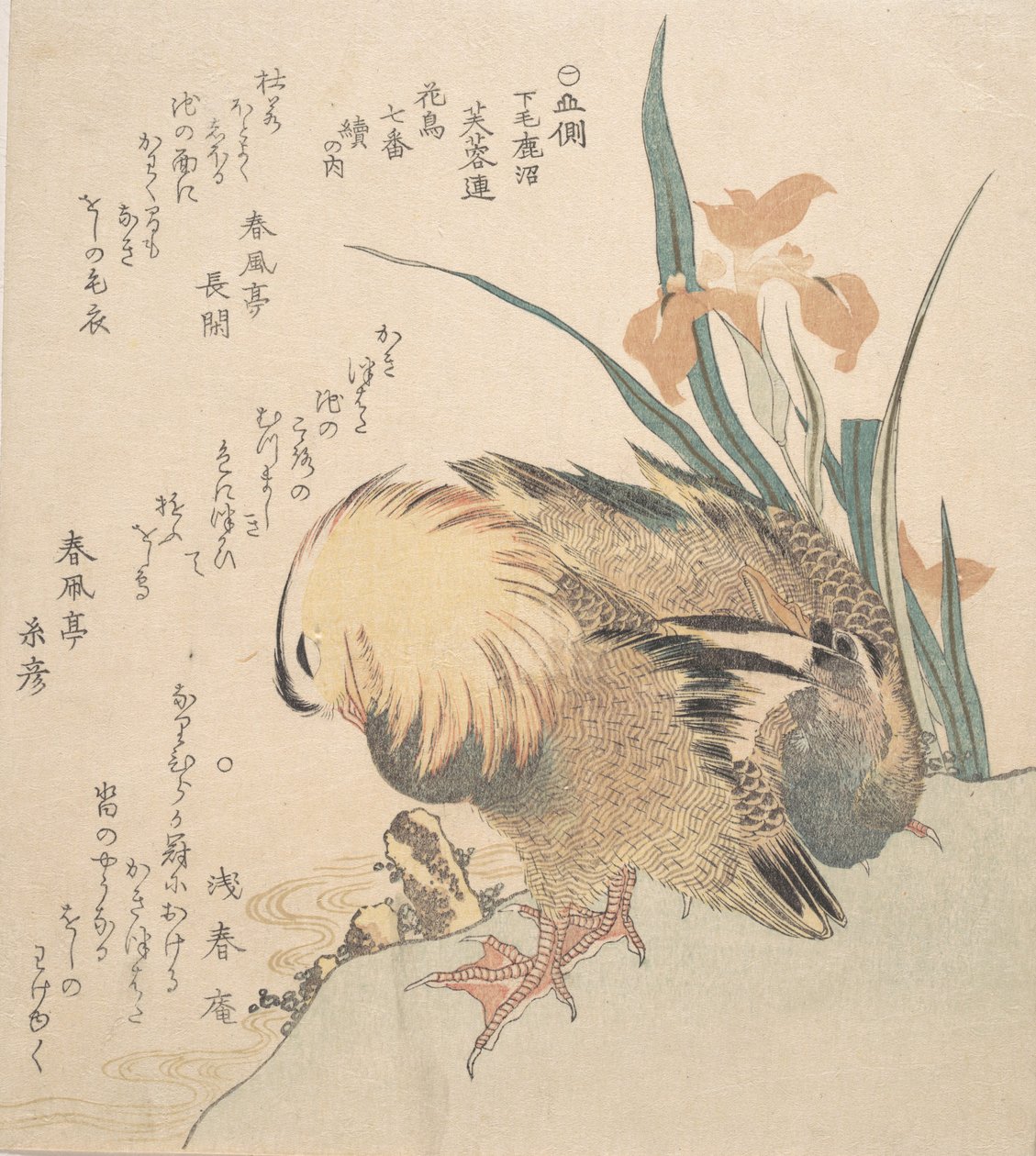 鸳鸯和鸢尾花一对，18世纪末至19世纪初。 作者 久保顺曼