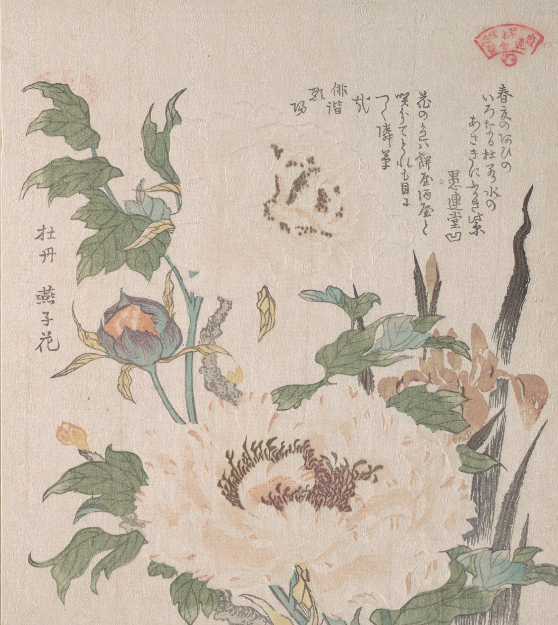 牡丹和鸢尾花，19世纪。 作者 久保顺曼