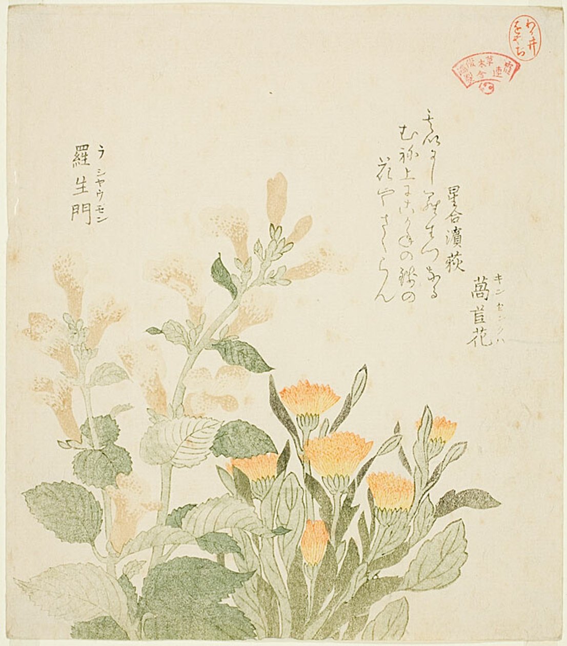 普通万寿菊和拉吉曼花 作者 久保顺曼