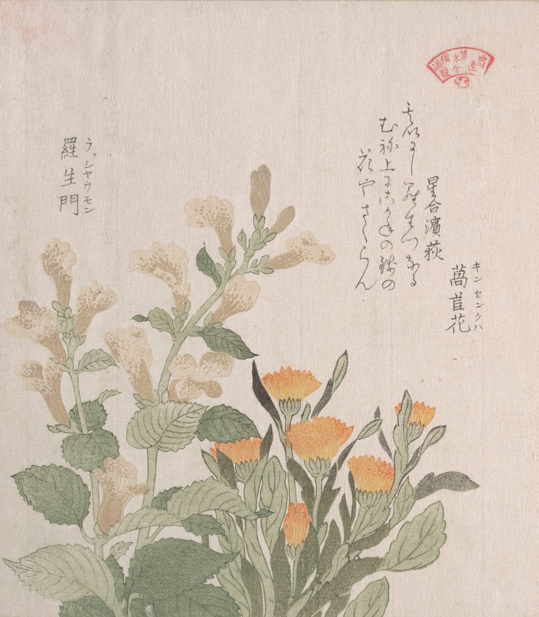普通的金盏花和拉吉曼花，19世纪。 作者 久保顺曼