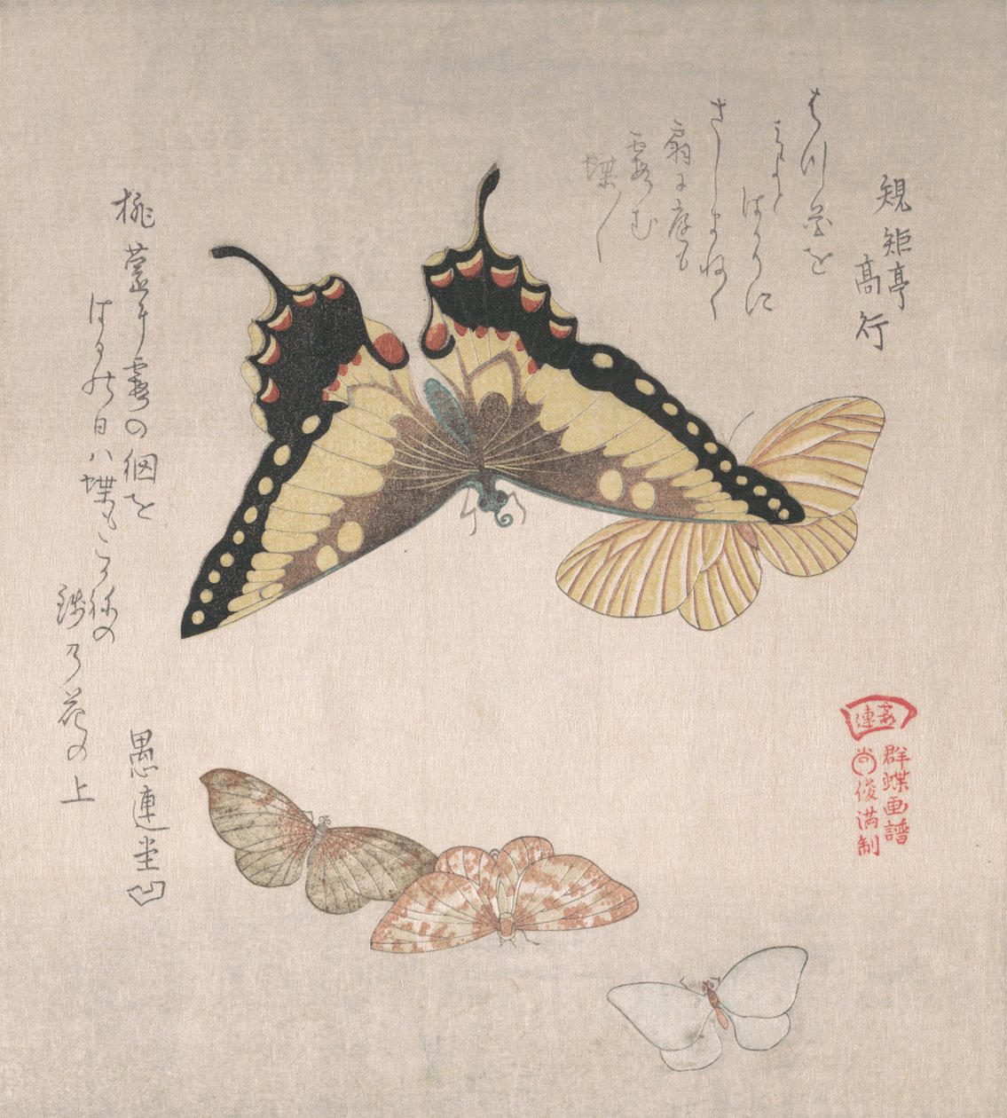 各种飞蛾和蝴蝶，19世纪。 作者 久保顺曼