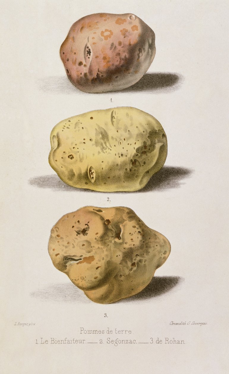 植物板有三种不同的马铃薯品种，由G. Severeyns（chromolitho）雕刻 作者 鲁耶