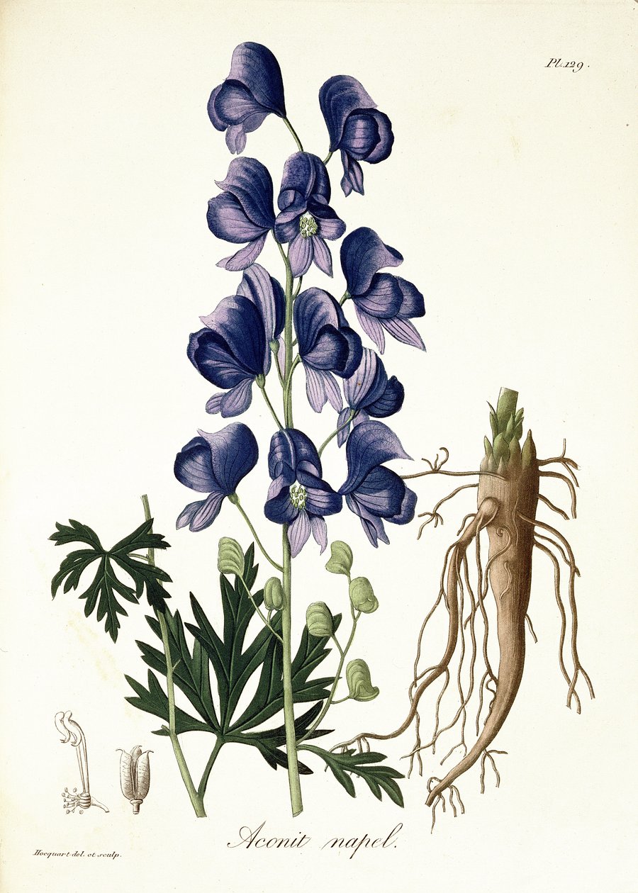 来自&39;Phytographie Medicale&39;的乌头Napellus由Joseph Roques（1772-1850）出版，于1821年出版 作者 LFJ霍夸特