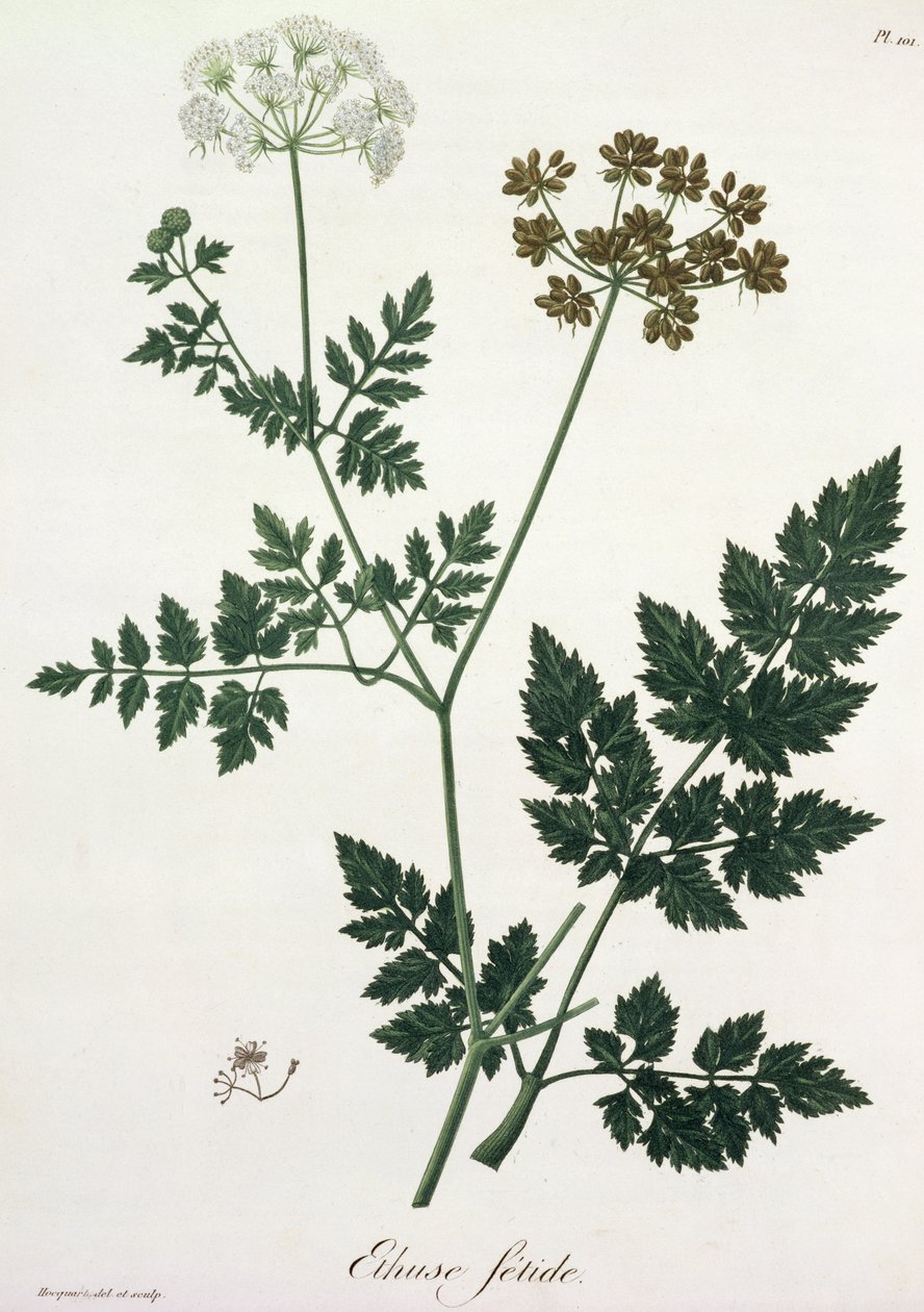 来自&39;Phytographie Medicale&39;的Aethusa Cynapium作者Joseph Roques（1772-1850），1821年出版 作者 LFJ霍夸特