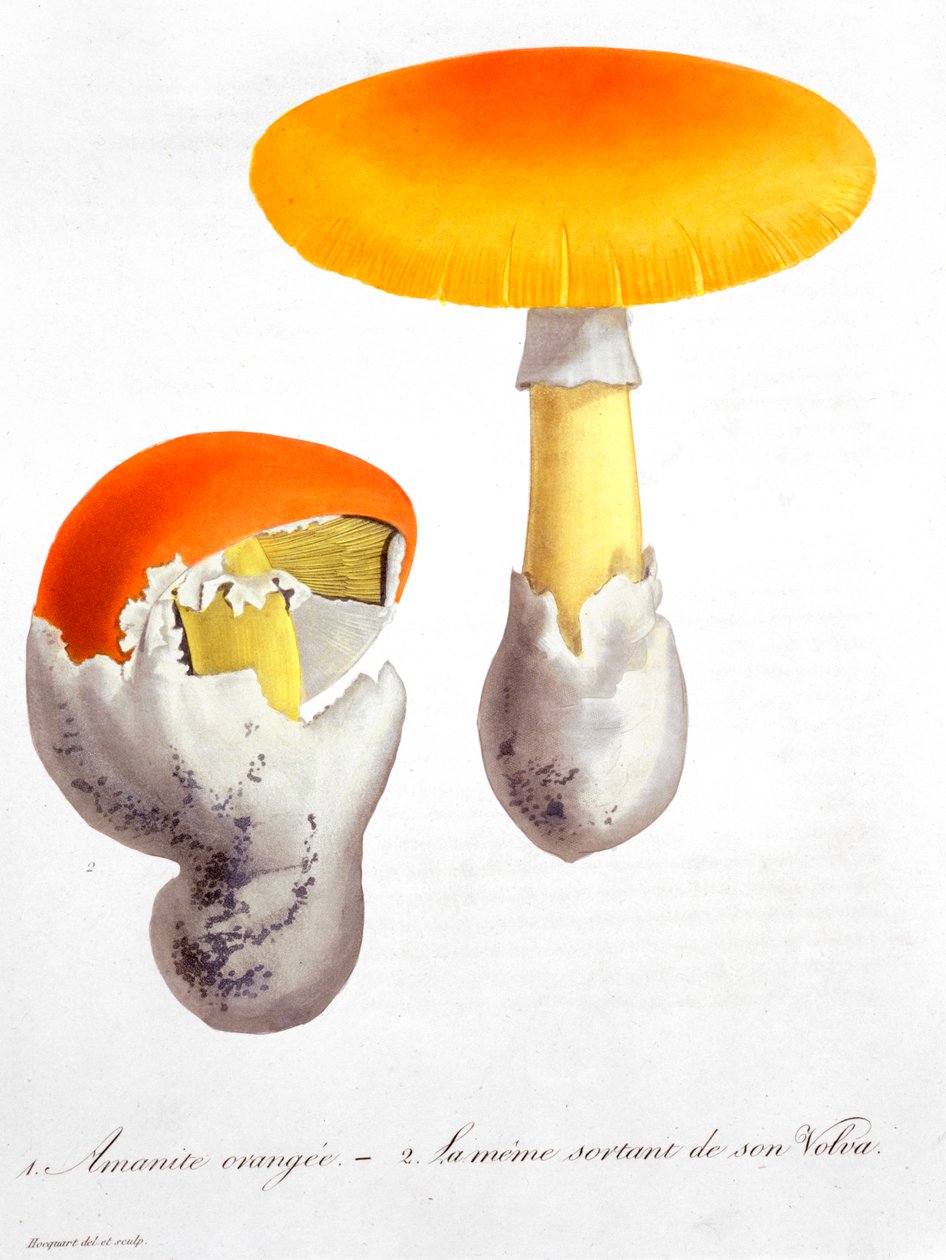 Amanita Caesaria 凯撒蘑菇，1821年 作者 LFJ霍夸特