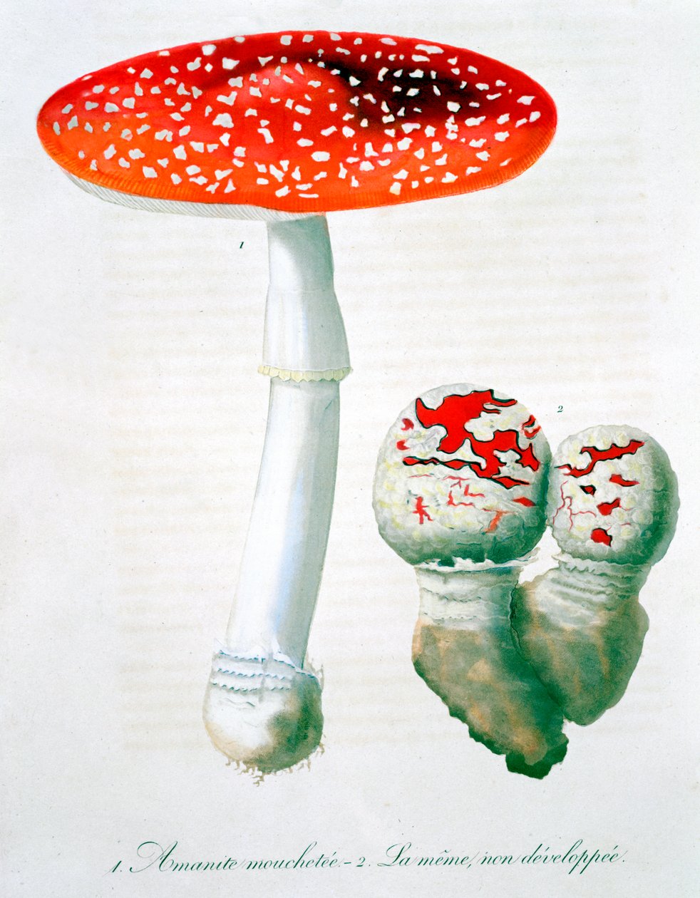 Amanita Muscaria Fly Agaric, 1821 作者 LFJ霍夸特