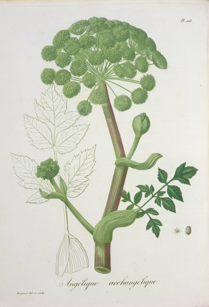 来自&39;Phytographie Medicale&39;的Angelica Archangelica，作者Joseph Roques（1772-1850），1821年出版 作者 LFJ霍夸特