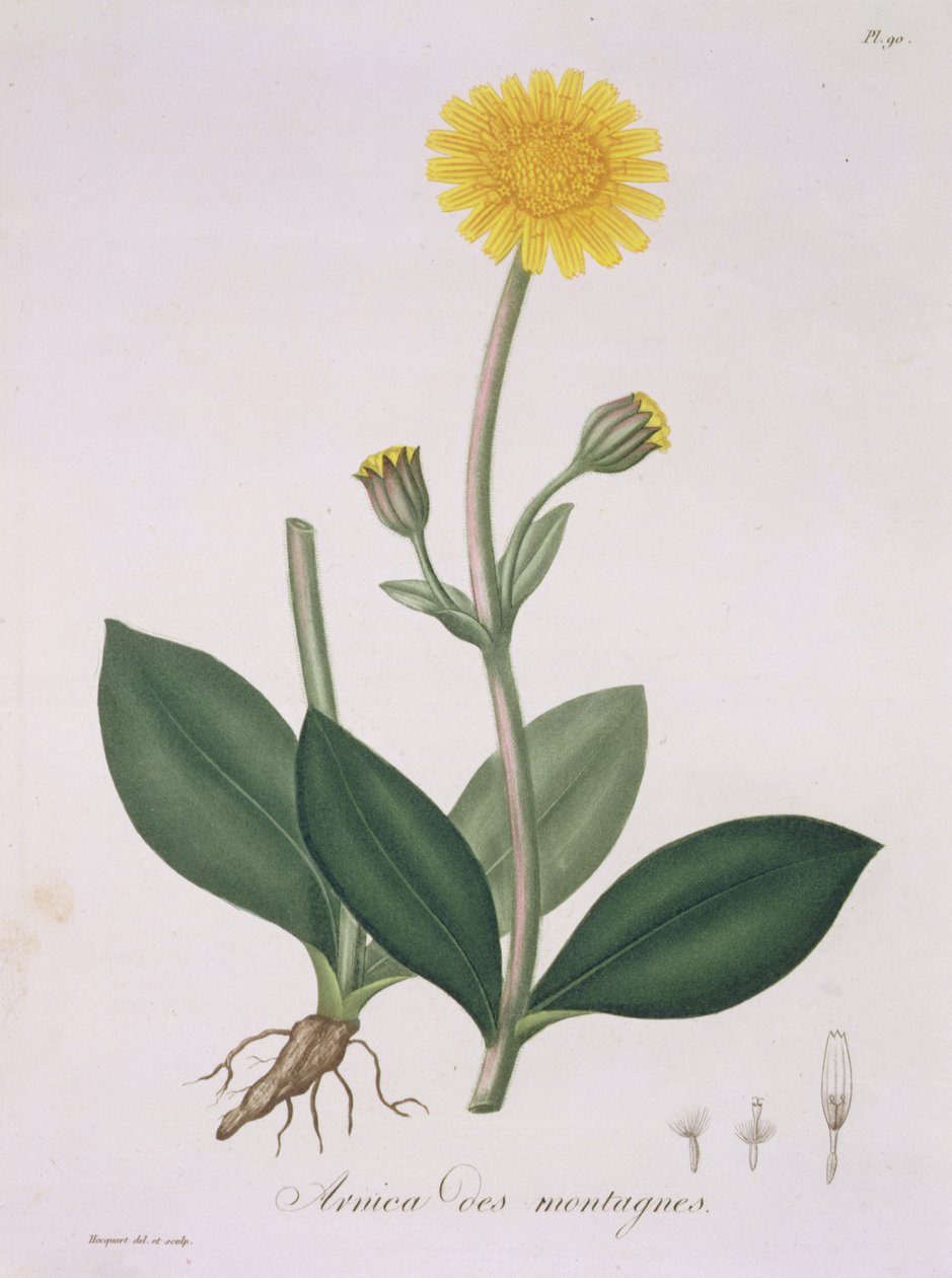 来自&39;Phytographie Medicale&39;的山金车蒙大拿（Joseph Roques，1772-1850），1821年出版 作者 LFJ霍夸特