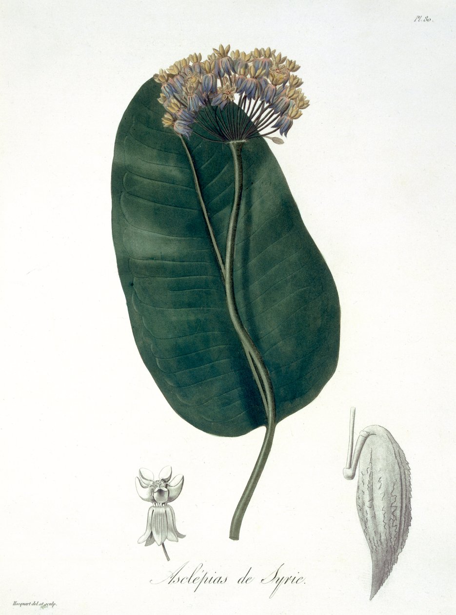 来自&39;Phytographie Medicale&39;的Asclepias Syriaca由Joseph Roques（1772-1850）发表于1821年 作者 LFJ霍夸特