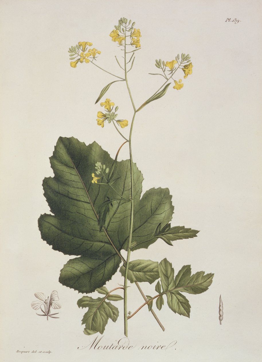 来自&39;Phytographie Medicale&39;的芸薹属于Joseph Roques（1772-1850），发表于1821年 作者 LFJ霍夸特