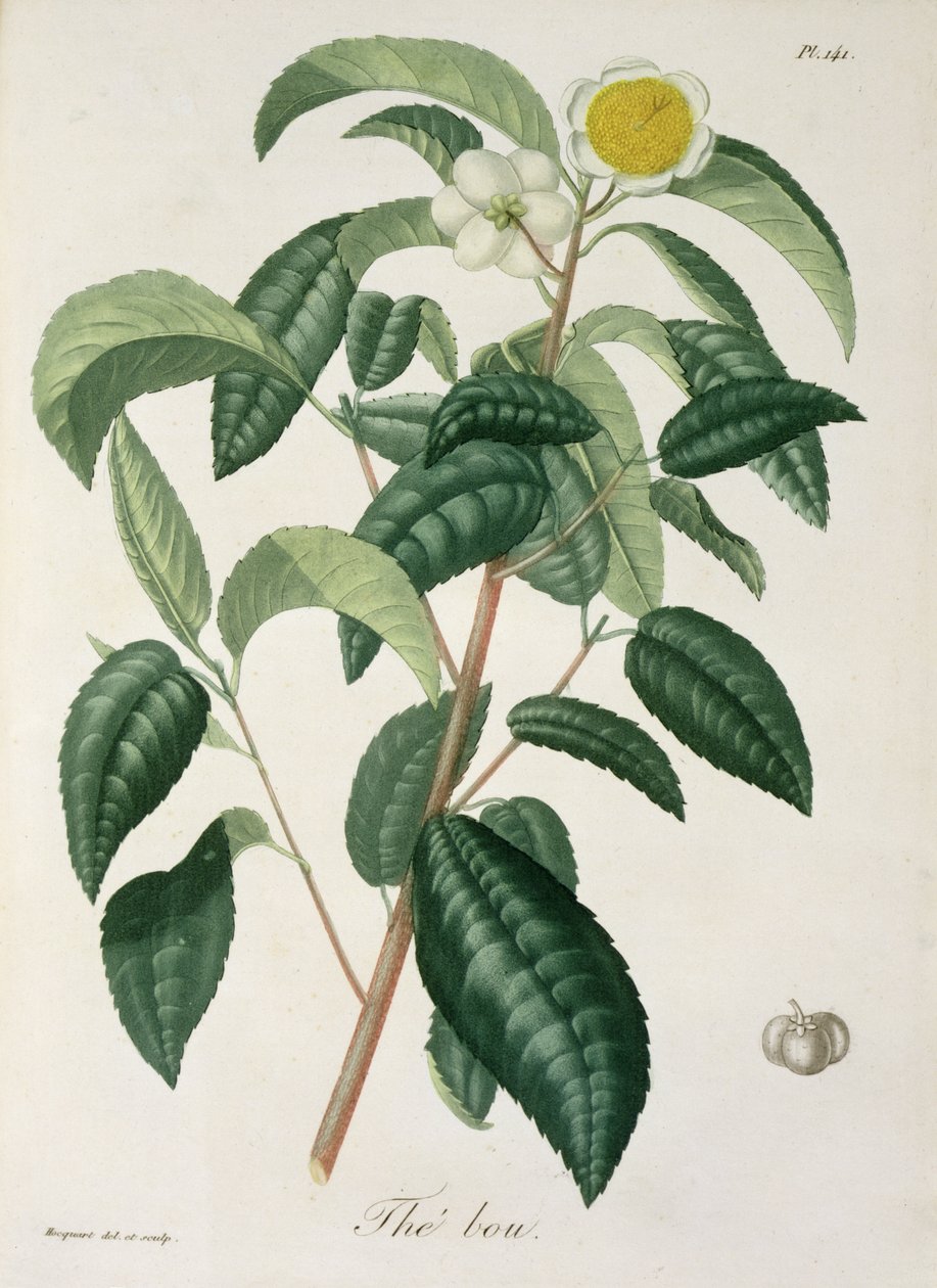 来自&39;Phytographie Medicale&39;的Camellia Thea，Joseph Roques（1772-1850），1821年出版 作者 LFJ霍夸特