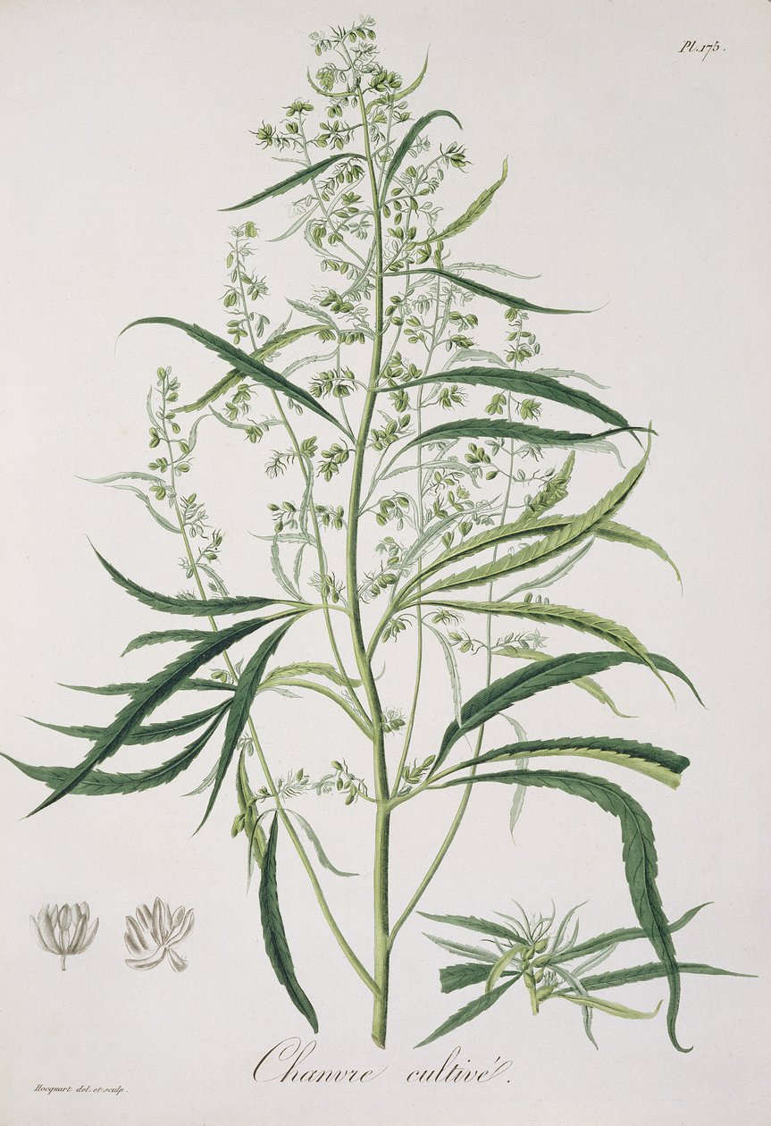 来自&39;Phytographie Medicale&39;的大麻苜蓿（Joseph Roques，1772-1850），1821年出版 作者 LFJ霍夸特