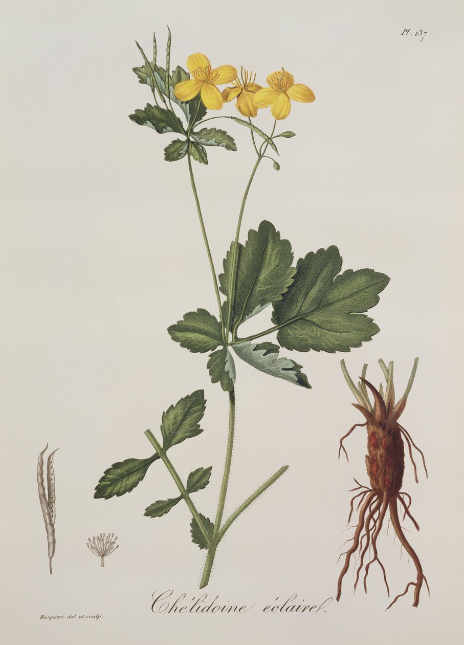 来自Phytographie Medicale的Celidonium Majus，Joseph Roques（1772-1850），1821年出版 作者 LFJ霍夸特