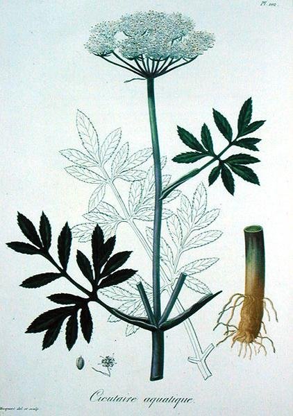 Cicuta Virosa来自Joseph Roques（1772-1850）的《医学植物志》，1821年出版（雕刻）。 作者 LFJ霍夸特