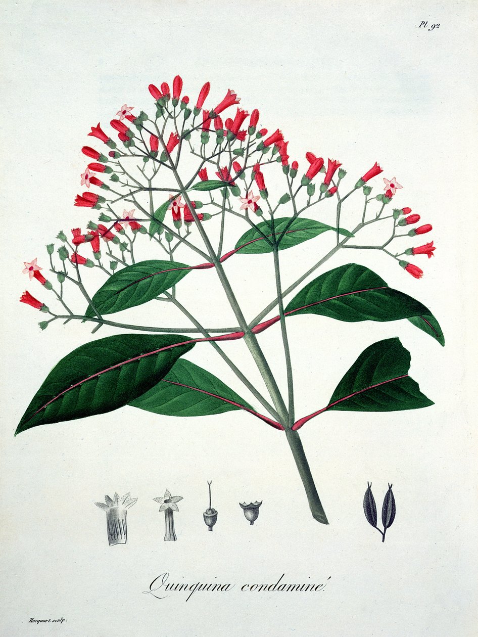 来自约瑟夫罗克斯（1772-1850）的&39;Phytographie Medicale&39;的金鸡纳，于1821年出版 作者 LFJ霍夸特
