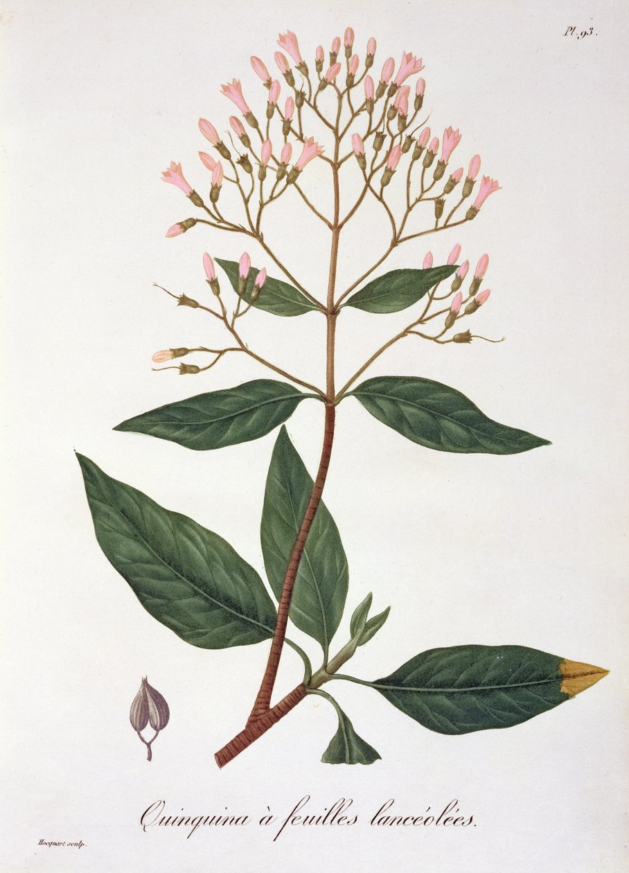 来自约瑟夫罗克斯（1772-1850）的&39;Phytographie Medicale&39;的金鸡纳，于1821年出版 作者 LFJ霍夸特