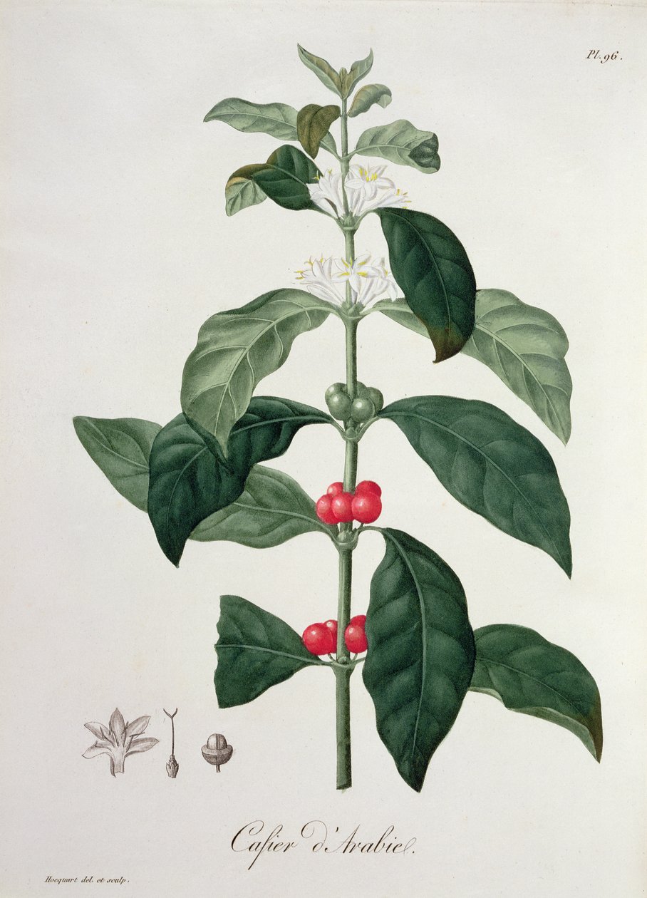 来自&39;Phytographie Medicale&39;的Coffea Arabica作者：Joseph Roques（1772-1850），1821年出版 作者 LFJ霍夸特