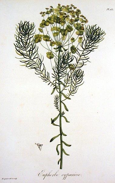 Euphorbia Cyparissias来自Joseph Roques（1772-1850）的 "Phytographie Medicale"，1821年出版（雕刻）。 作者 LFJ霍夸特