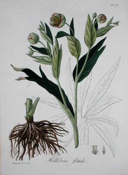 Helleborus Foetidus，来自Joseph Roques（1772-1850）的《医学植物志》，1821年出版（雕刻）。 作者 LFJ霍夸特
