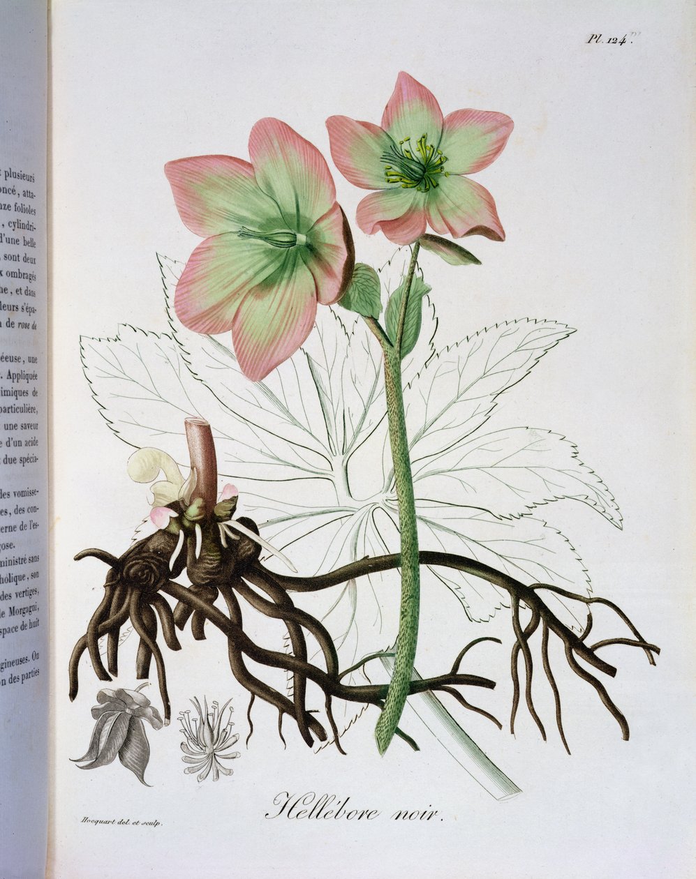 来自Joseph Phques的“Phytographie Medicale”的Helleborus Niger（1772-1850），1821年出版 作者 LFJ霍夸特