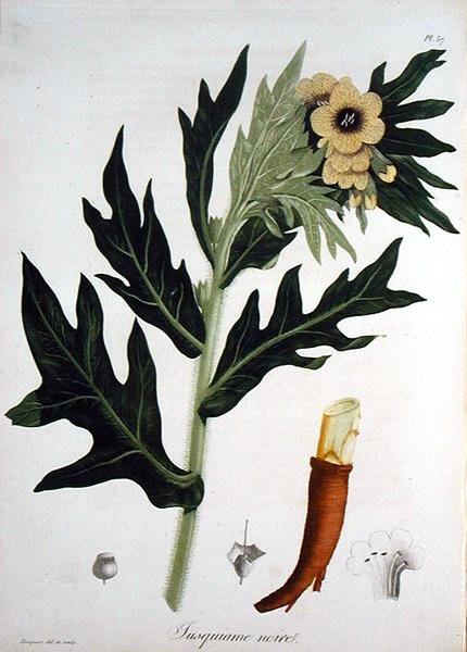 Henbane来自Joseph Roques（1772-1850）的《医学植物志》，1821年出版（雕刻）。 作者 LFJ霍夸特