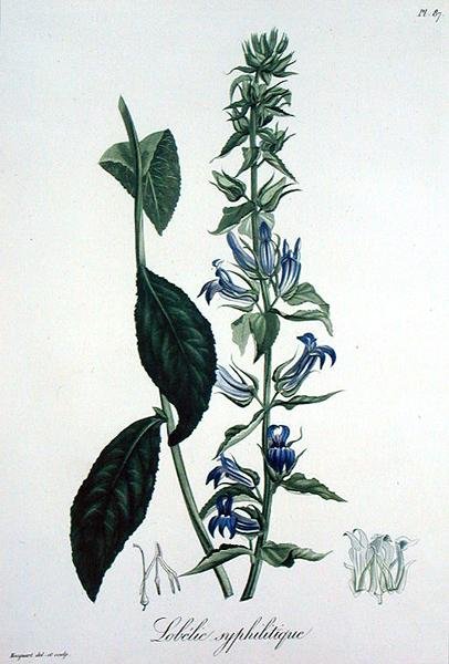Lobelia Siphilitica来自Joseph Roques（1772-1850）的《医学植物志》，出版于1821年（雕刻）。 作者 LFJ霍夸特