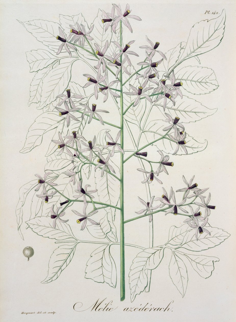 来自&39;Phytographie Medicale&39;的Melia Azedarach，作者Joseph Roques（1772-1850），1821年出版 作者 LFJ霍夸特