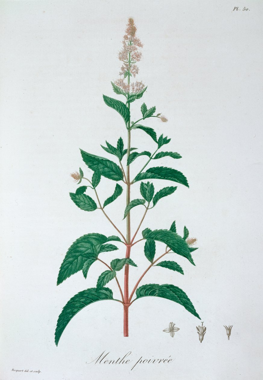 薄荷（Mentha Piperita） 薄荷，1821年 作者 LFJ霍夸特