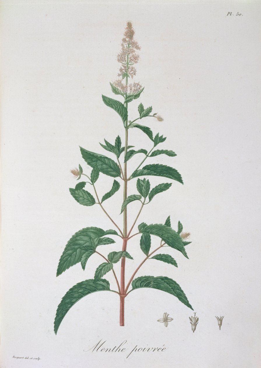 来自&39;Phytographie Medicale&39;的Mentha Piperita，Joseph Roques（1772-1850），1821年出版 作者 LFJ霍夸特