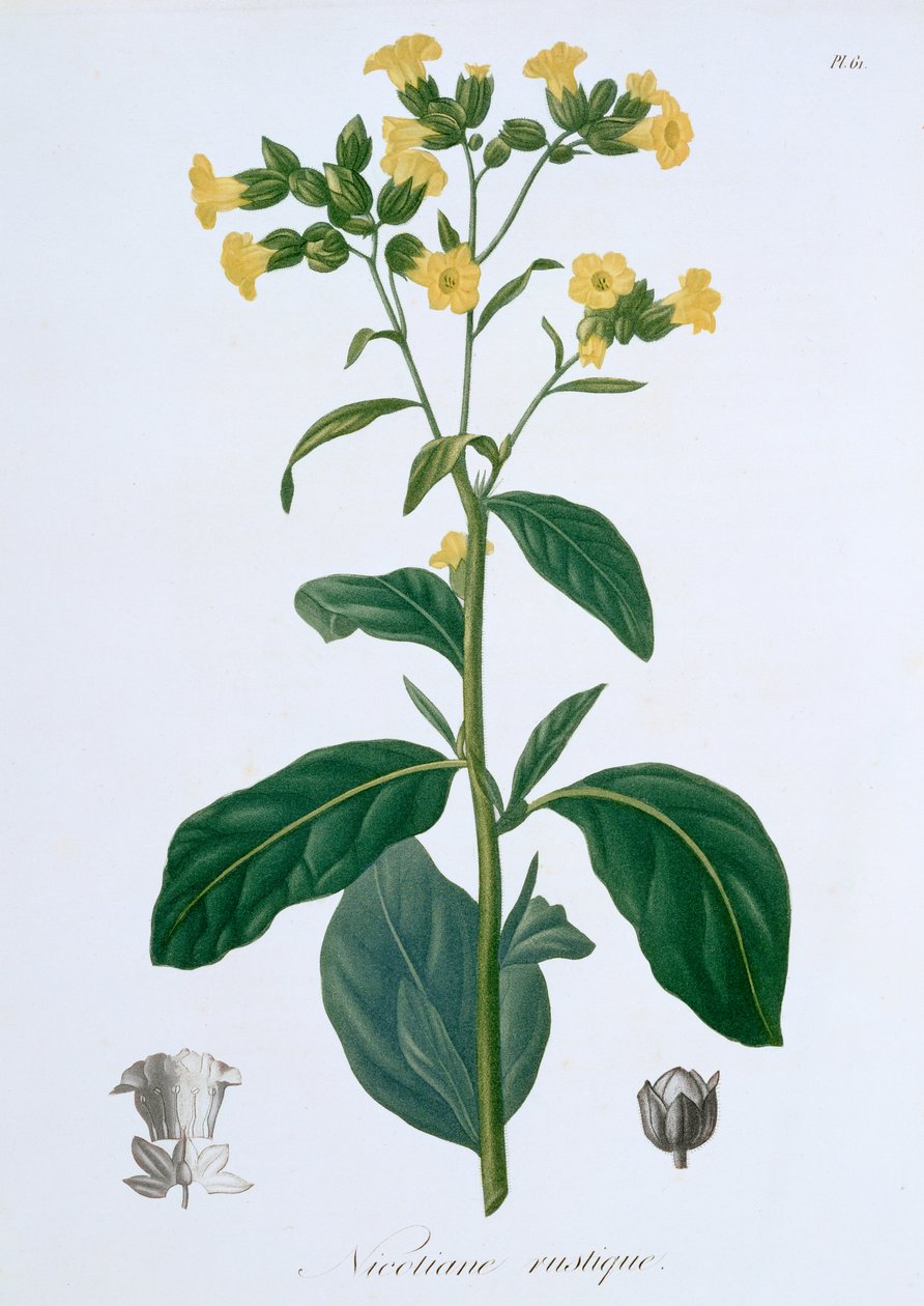 烟草，1821 作者 LFJ霍夸特