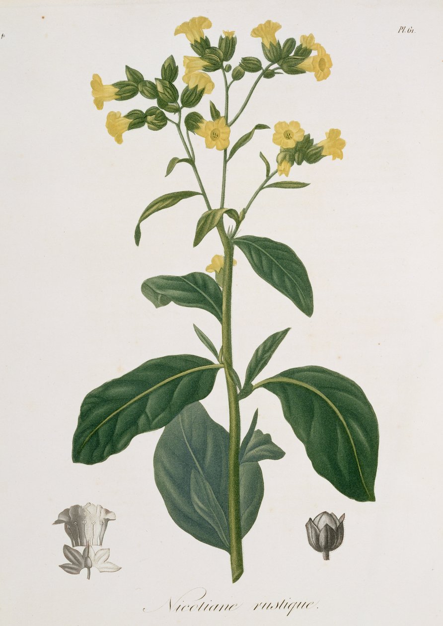 来自Joseph Phques（1772-1850）的&39;Phytographie Medicale&39;的烟草，于1821年出版 作者 LFJ霍夸特