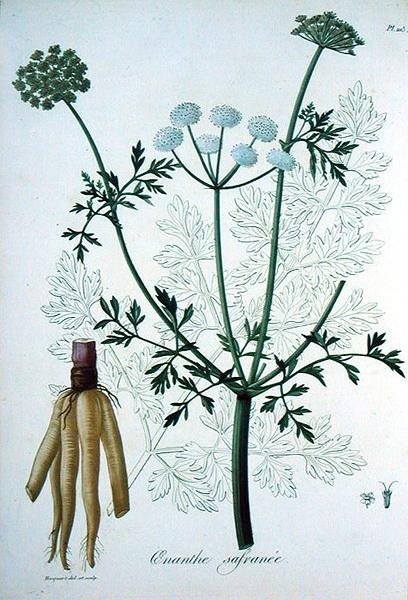 Oeanthe Crocata来自Joseph Roques（1772-1850）的《医学植物志》，1821年出版（雕刻）。 作者 LFJ霍夸特