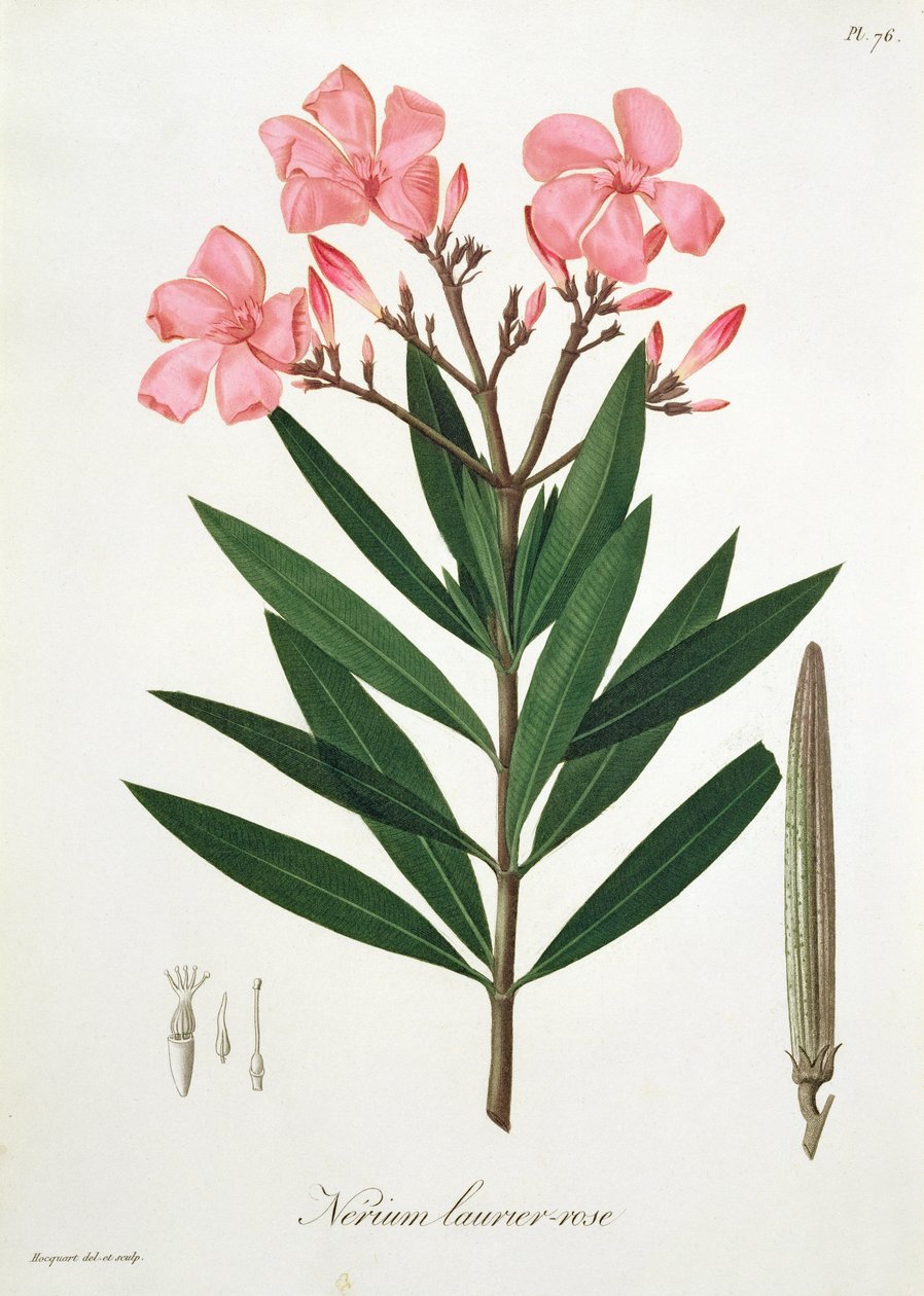 来自约瑟夫罗克斯（1772-1850）的&39;Phytographie Medicale&39;的夹竹桃，于1821年出版 作者 LFJ霍夸特